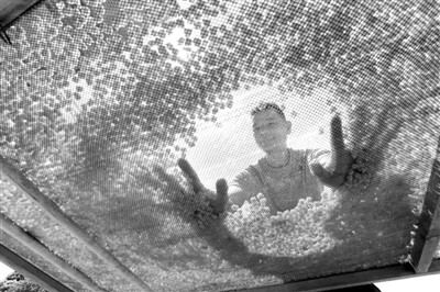 图片:73591535414665283