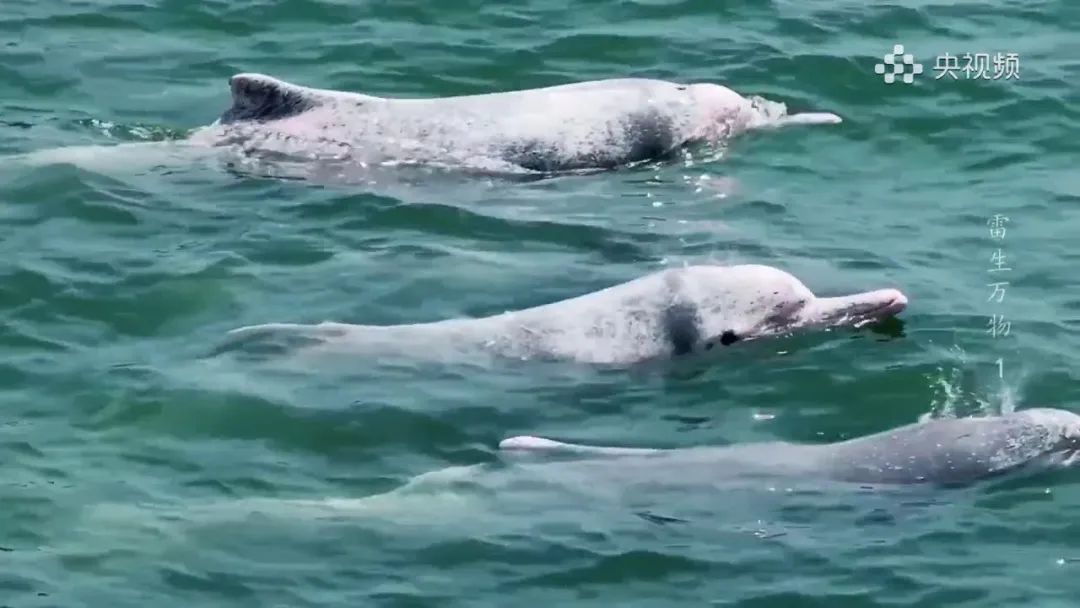 中华白海豚 中华白海豚