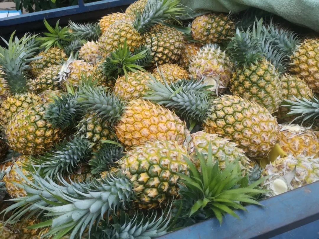 湛江好物，认准这些名字准没错！