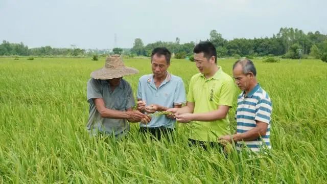 湛江市遂溪县卜巢村海水稻种植试验基地内,龙头企业为农户免费提供种子和全过程技术指导,并签订包收包销协议。 图片