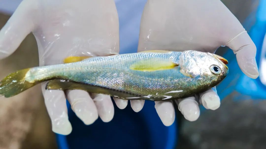 硇洲族大黄鱼身形更为修长,通体呈金黄色,鱼鳞光泽。陈文 摄.jpg