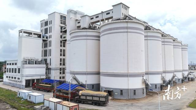 确保颗粒归仓！湛江市粮食储备中心库夏粮入库任务已完成95%